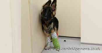 German Shepherd puppy's miraculous recovery after being hit by van