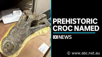 Extinct Baru crocodile species named years after Alcoota fossil bed discovery
