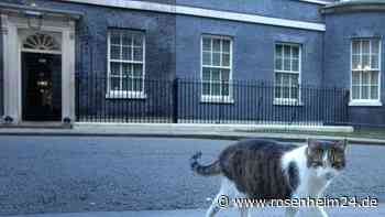 Downing Street dementiert Gerüchte über Kater Larry