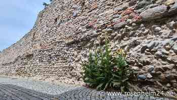 Wasserburgs historische Stadtmauer ist fertig restauriert – was Überraschendes gefunden wurde