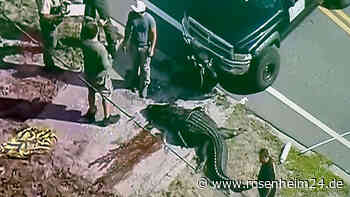 Alligator rennt mit Leiche im Maul durch Stadt – und wird von Polizei erschossen