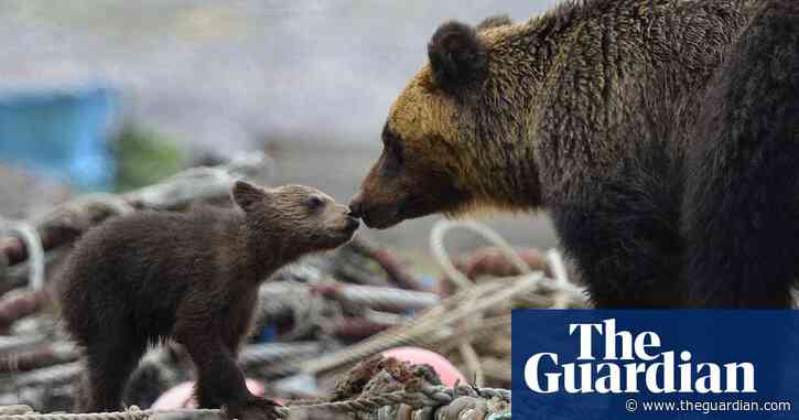 Brown bear cubs in Japan die of starvation amid salmon shortage