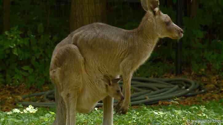 Wild on WANE: Kangaroo Babies!