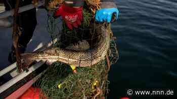 Verlorene Fischereiausrüstung gefährdet die Lebewesen der Ostsee