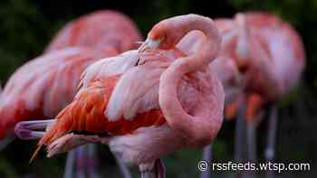 Wildlife officials: Peaches the flamingo OK despite photos allegedly showing it's hurt