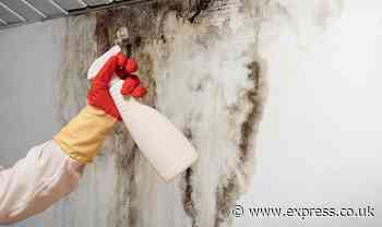 ‘Absolutely brillliant’ solution eats up strong mould growing on your bathroom ceiling