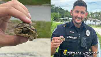 Taco the Turtle rescued by Bradenton police officers after looking a bit 'shell-shocked'