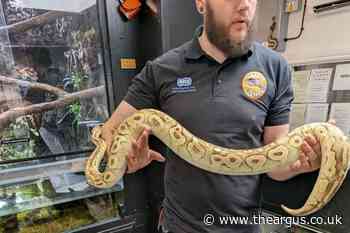 Snakes found in West Sussex village with third on the loose