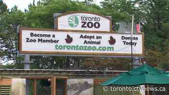Healthcare professionals can now prescribe visits to the Toronto Zoo