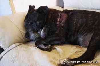 Man shouted 'do you want my dog to die?' as Rottweiler owner didn't stop it attacking
