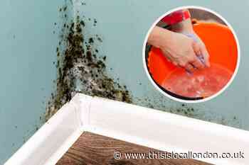 The most common household moulds and how to get rid of them