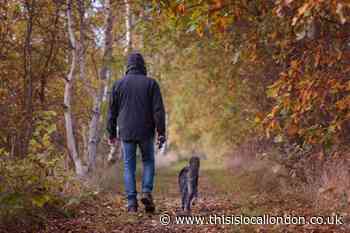 Autumn dangers for dogs including conkers and mushrooms