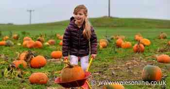 Halloween in Wales 2023: The Pumpkin patches you can visit near you