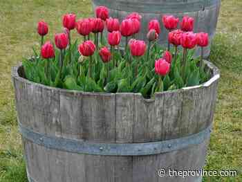 Layer spring bulbs to make the most of space in garden tubs