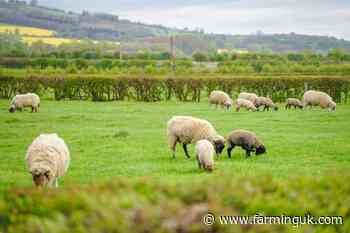 Bluetongue&#39;s rapid spread in EU of &#39;increasing concern&#39; to UK