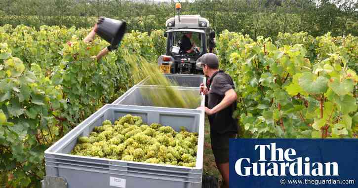 English winemakers expecting record crop after ‘exceptional’ conditions