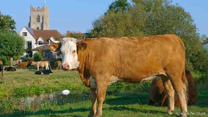 Suffolk Council votes to support local beef and dairy farmers