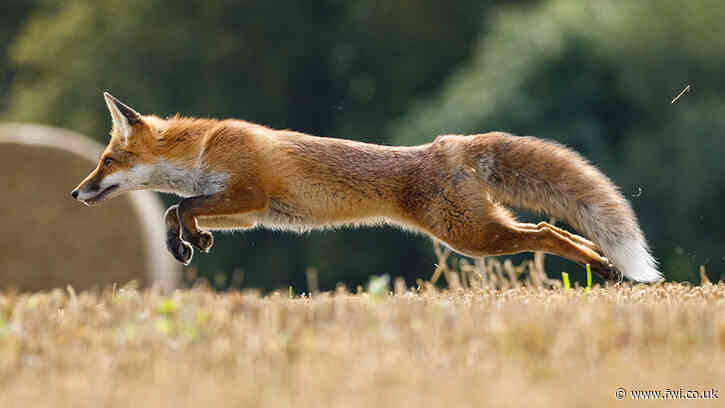 Opinion: Fox control policy should be evidence-led