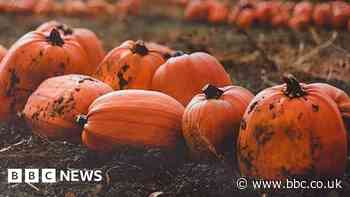 Halloween: Social media makes pumpkins rich pickings for farmers