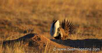 Study finds moderate cattle grazing has no effect on sage grouse nests
