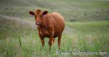 Higher inputs and interest rates impacting cow costs
