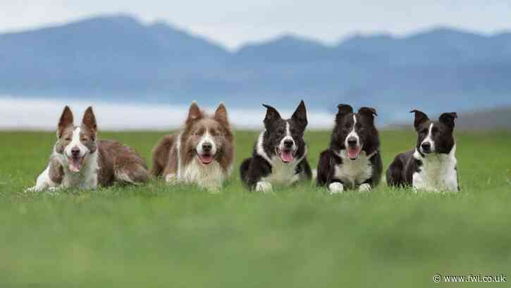 Sheepdog School: Teaching a collie whistle commands