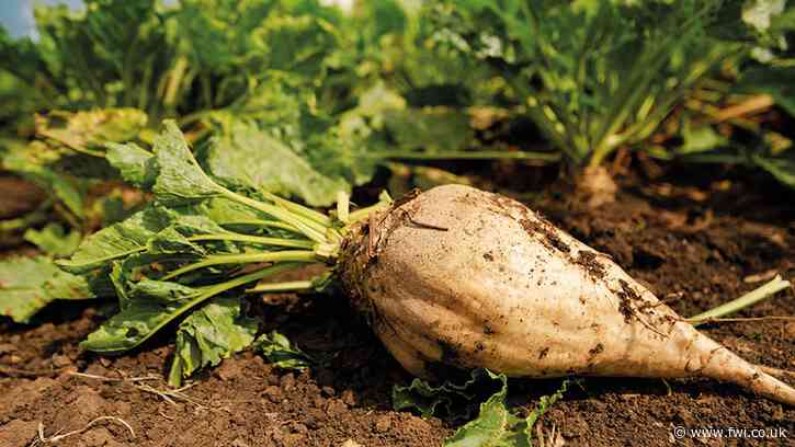 NFU demands Defra intervention in sugar beet price row