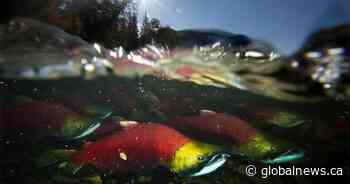 First Nations in B.C. seek salmon return to Columbia Basin in new treaty with U.S