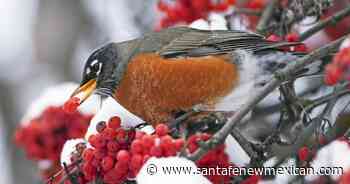 Enjoy American robins during their winter visit