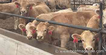 Study to examine cattle viral transmission during commingling
