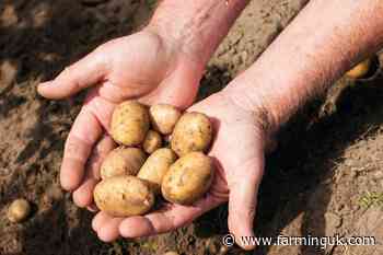 Lincolnshire potato grower AKP Group acquires Wolds Produce