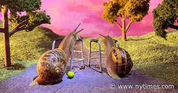 Slowly and Steadily, Snails Have Overtaken the Runway