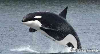 Banner year for Bigg’s killer whales in Salish Sea, with sighting records smashed