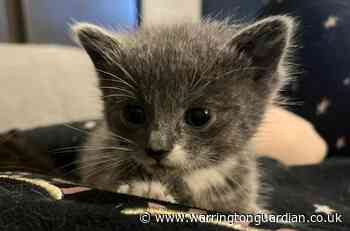 Warrington Animal Welfare update on surviving cat as siblings die