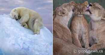 It’s time to cast your vote for People’s Choice Wildlife Photographer of 2023