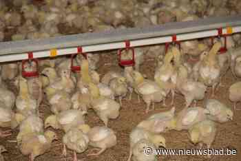 Vogelgriep opnieuw in ons land: landbouwbedrijf moet pluimvee ruimen