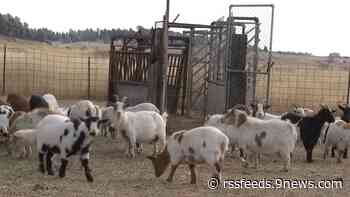 Colorado animal sanctuary needs help after rescuing 58 goats, 29 additional goats born