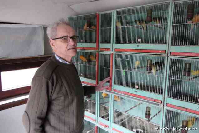 Albert (86) is al meer dan een halve eeuw de beste kanariekweker ter wereld, maar hij doet er toch nog een jaartje bij: “De passie zit te diep”