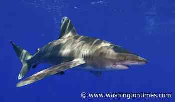 U.S. tourist killed in shark attack in Bahamas, police say