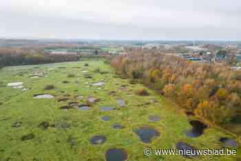 Nieuw bos in Schimpen geeft zeldzame kamsalamander groter leefgebied