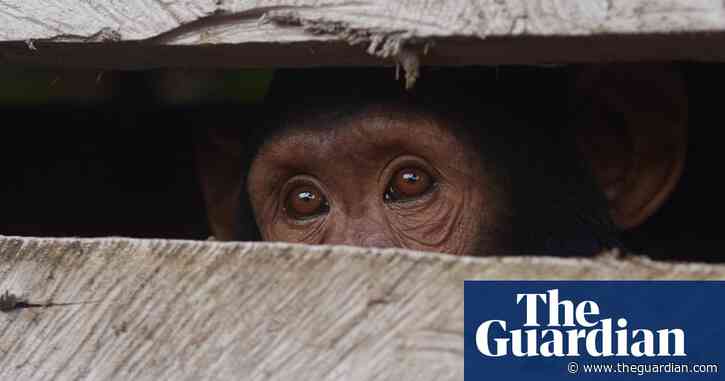 One Swedish zoo, seven escaped chimpanzees