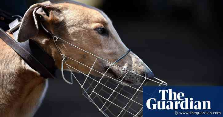 Australian greyhounds being adopted to US in increasing numbers as welfare advocates call for greater transparency