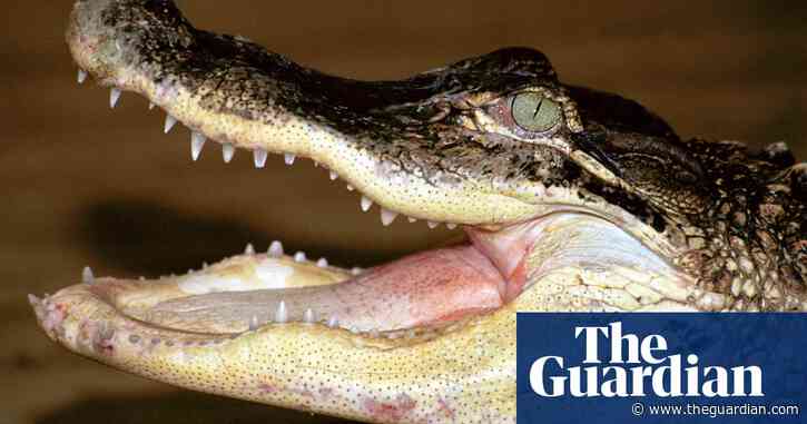 Man accused of throwing beloved chicken to alligator will plead not guilty to animal cruelty, NSW court hears