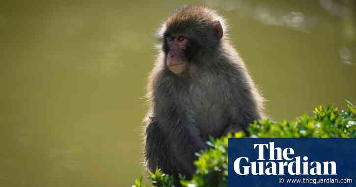 Efforts to trace monkey that fled Scottish wildlife park intensify
