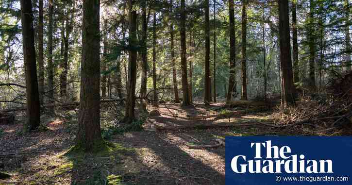 Giant tortoise mystery: how did seven protected reptiles end up dead in Devon woods?