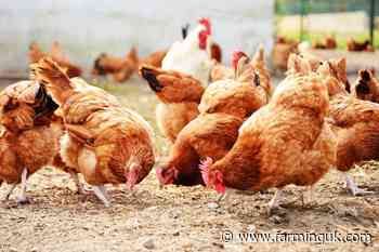 Avian influenza confirmed in 48,000 free range birds in Yorkshire