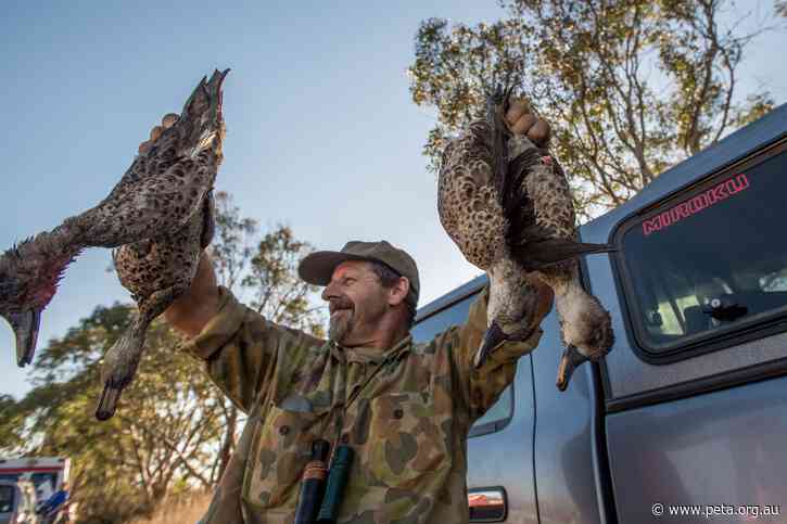 Government Rejects Its Own Inquiry – Duck Hunting in Victoria to Continue