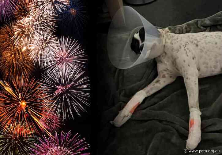 My Dog Can’t Walk, Thanks to Fireworks – And We’re Bracing for More on Australia Day