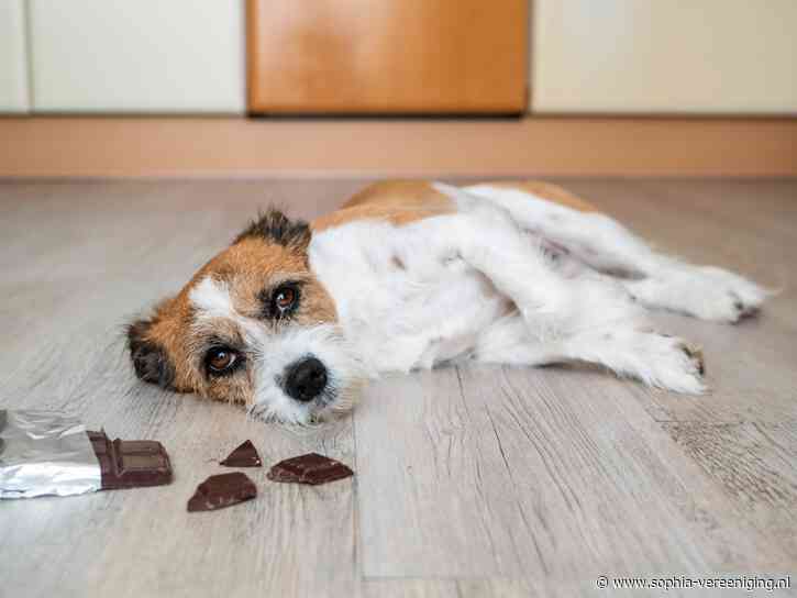 De zoete verleiding: chocolade een gevaar voor je hond