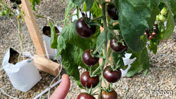 Gardeners can now grow a genetically modified purple tomato made with snapdragon DNA